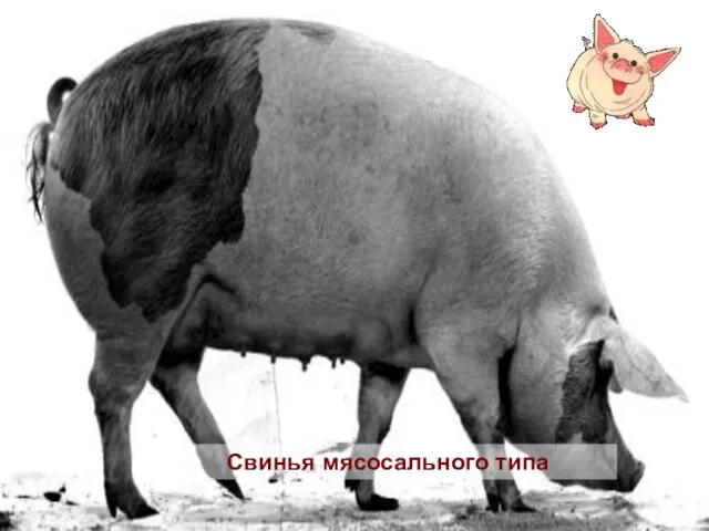 Свинья мясосального типа