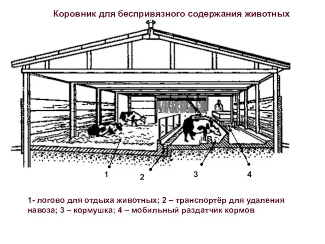Коровник для беспривязного содержания животных 1 2 3 4 1- логово для