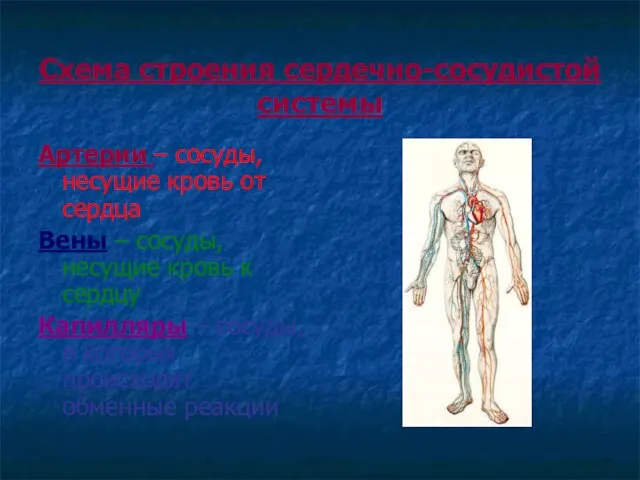 Схема строения сердечно-сосудистой системы Артерии – сосуды, несущие кровь от сердца Вены