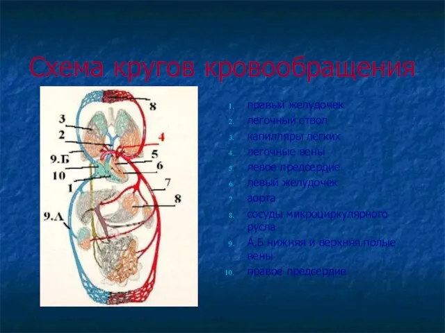 Схема кругов кровообращения правый желудочек легочный ствол капилляры легких легочные вены левое