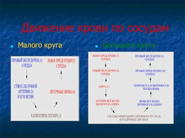 Движение крови по сосудам Малого круга Большого круга