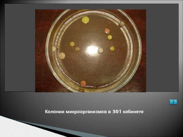 Колонии микроорганизмов в 301 кабинете