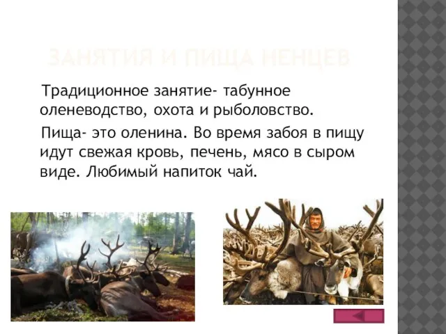 ЗАНЯТИЯ И ПИЩА НЕНЦЕВ Традиционное занятие- табунное оленеводство, охота и рыболовство. Пища-