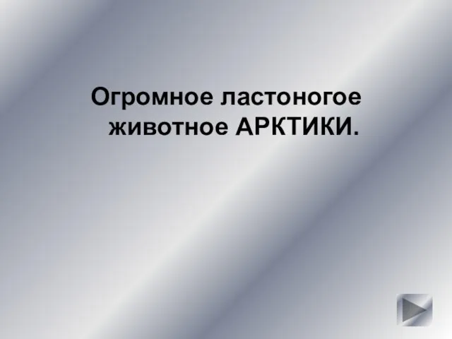 Огромное ластоногое животное АРКТИКИ.