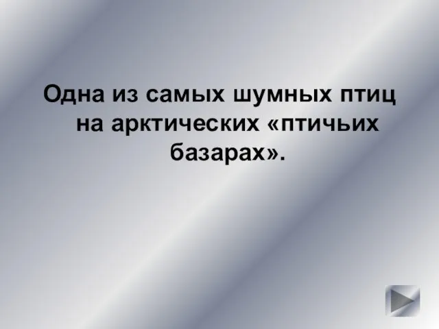 Одна из самых шумных птиц на арктических «птичьих базарах».