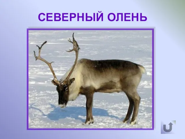 СЕВЕРНЫЙ ОЛЕНЬ