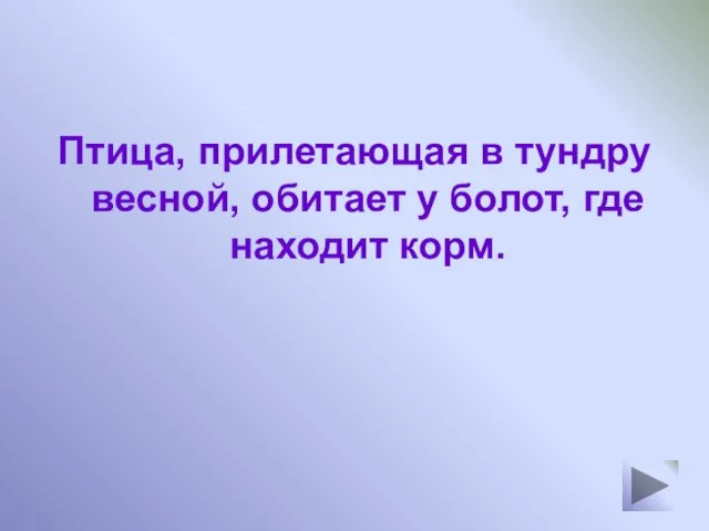 Птица, прилетающая в тундру весной, обитает у болот, где находит корм.