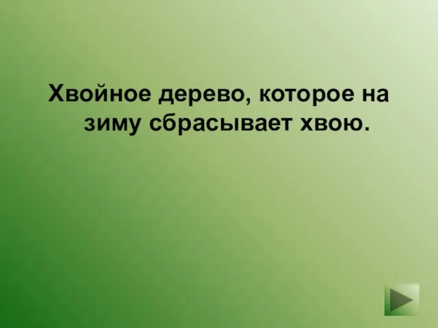 Хвойное дерево, которое на зиму сбрасывает хвою.