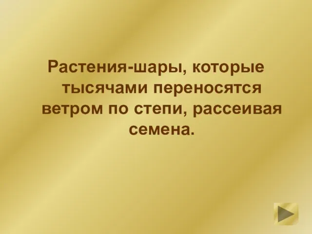 Растения-шары, которые тысячами переносятся ветром по степи, рассеивая семена.