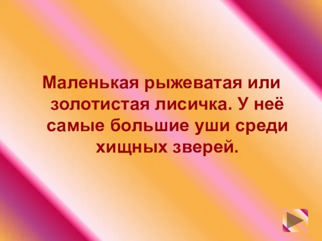 Маленькая рыжеватая или золотистая лисичка. У неё самые большие уши среди хищных зверей.