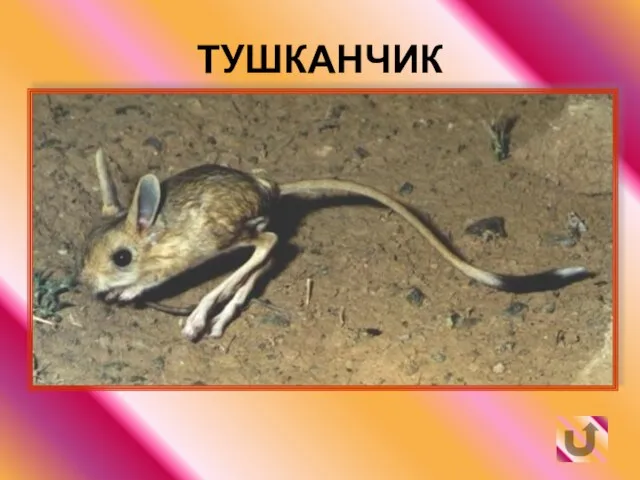 ТУШКАНЧИК