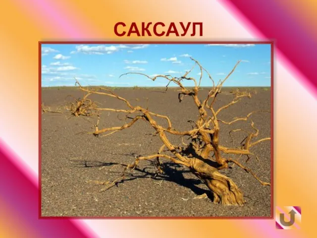 САКСАУЛ