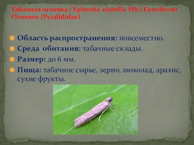 Область распространения: повсеместно. Среда обитания: табачные склады. Размер: до 6 мм. Пища: