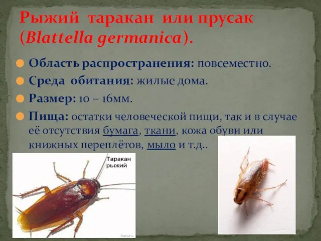 Область распространения: повсеместно. Среда обитания: жилые дома. Размер: 10 – 16мм. Пища: