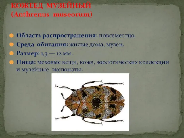 Область распространения: повсеместно. Среда обитания: жилые дома, музеи. Размер: 1,3 — 12