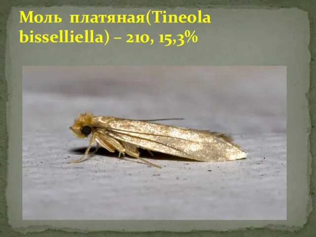 Моль платяная(Tineola bisselliella) – 210, 15,3%