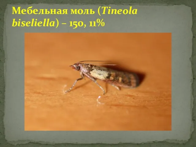 Мебельная моль (Tineola biseliella) – 150, 11%