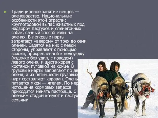 Традиционное занятие ненцев — оленеводство. Национальные особенности этой отрасли: круглогодовой выпас животных