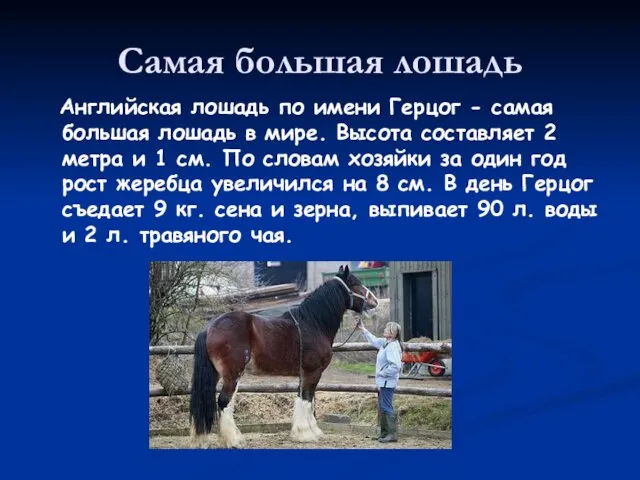 Самая большая лошадь Английская лошадь по имени Герцог - самая большая лошадь