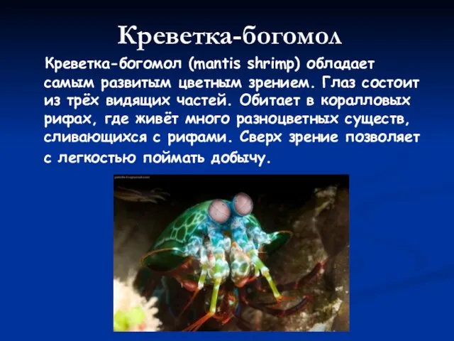Креветка-богомол (mantis shrimp) обладает самым развитым цветным зрением. Глаз состоит из трёх