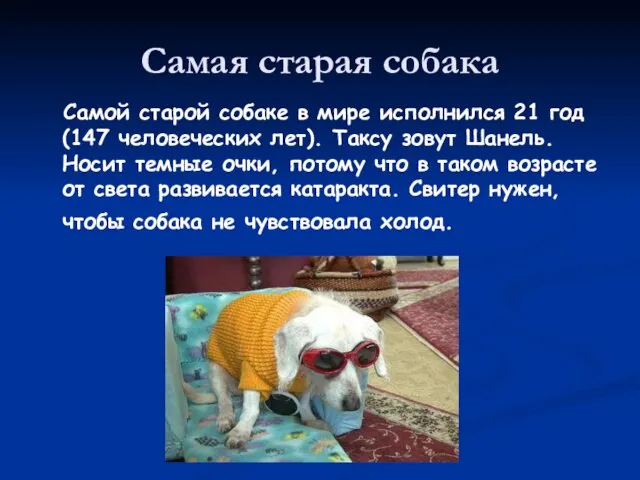 Самая старая собака Самой старой собаке в мире исполнился 21 год (147