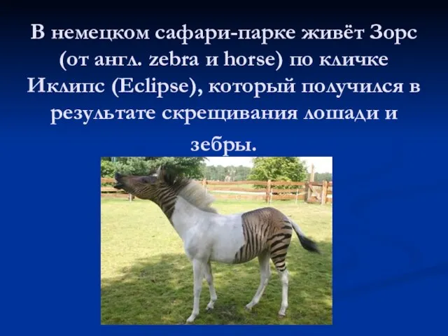 В немецком сафари-парке живёт Зорс (от англ. zebra и horse) по кличке