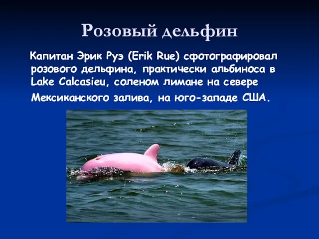 Розовый дельфин Капитан Эрик Руэ (Erik Rue) сфотографировал розового дельфина, практически альбиноса