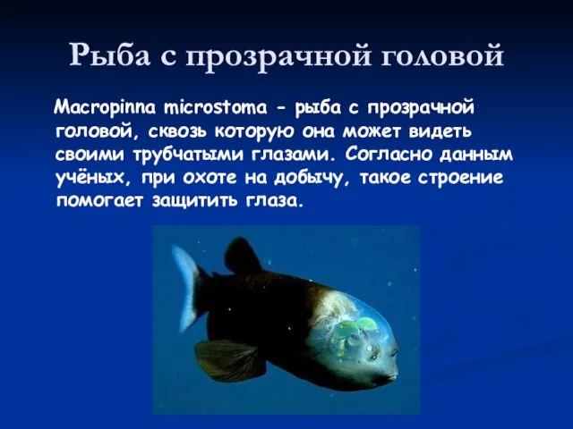 Рыба с прозрачной головой Macropinna microstoma - рыба с прозрачной головой, сквозь