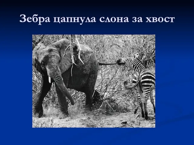 Зебра цапнула слона за хвост