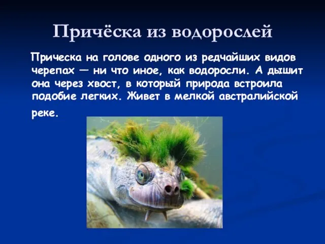 Причёска из водорослей Прическа на голове одного из редчайших видов черепах —