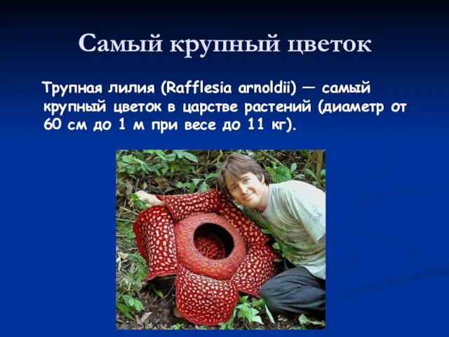 Самый крупный цветок Трупная лилия (Rafflesia arnoldii) — самый крупный цветок в