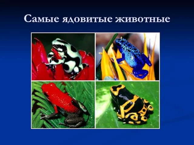 Самые ядовитые животные