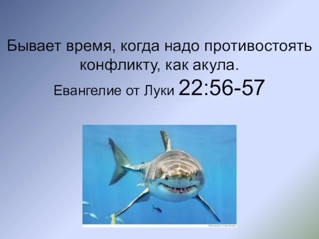 Бывает время, когда надо противостоять конфликту, как акула. Евангелие от Луки 22:56-57