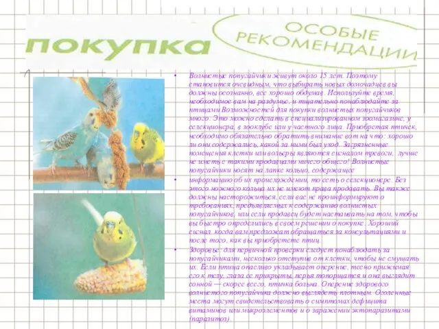 Волнистые попугайчики живут около 15 лет. Поэтому становится очевидным, что выбирать новых