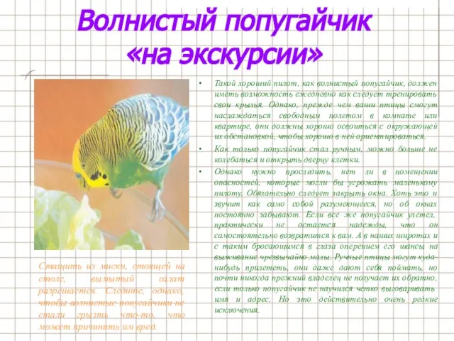 Волнистый попугайчик «на экскурсии» Такой хороший пилот, как волнистый попугайчик, должен иметь