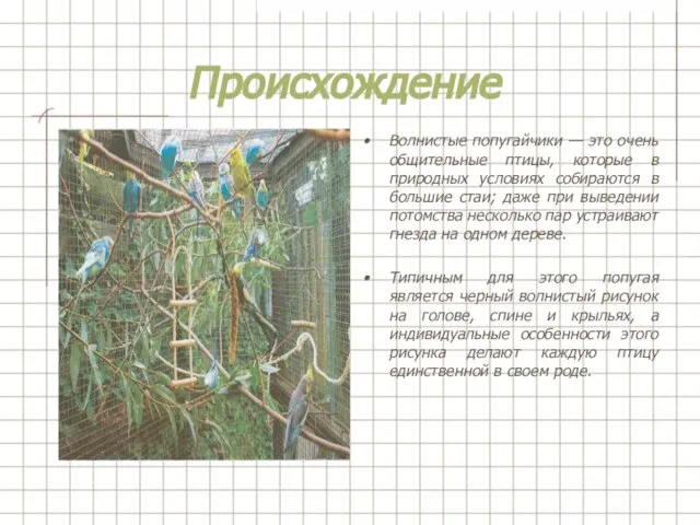 Происхождение Волнистые попугайчики — это очень общительные птицы, которые в природных условиях