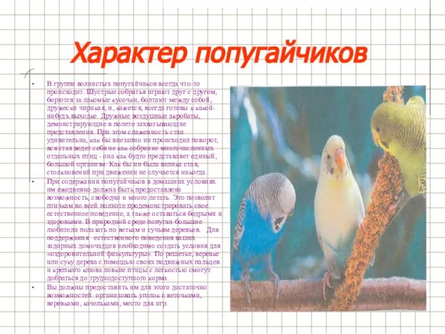 Характер попугайчиков В группе волнистых попугайчиков всегда что-то происходит. Шустрые собратья играют