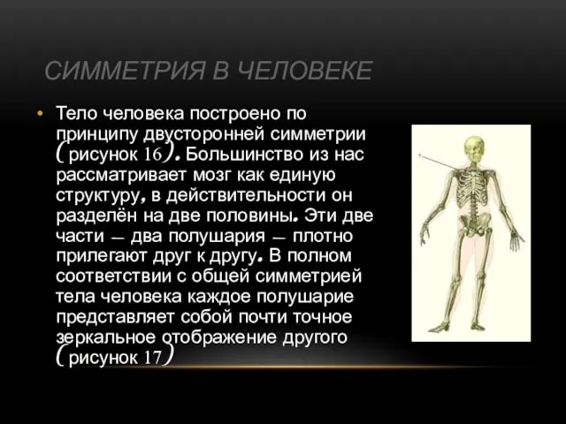 СИММЕТРИЯ В ЧЕЛОВЕКЕ Тело человека построено по принципу двусторонней симметрии (рисунок 16).