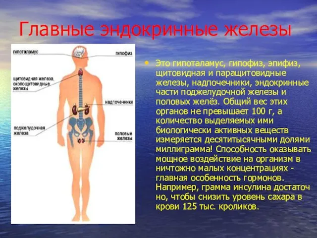 Главные эндокринные железы Это гипоталамус, гипофиз, эпифиз, щитовидная и паращитовидные железы, надпочечники,