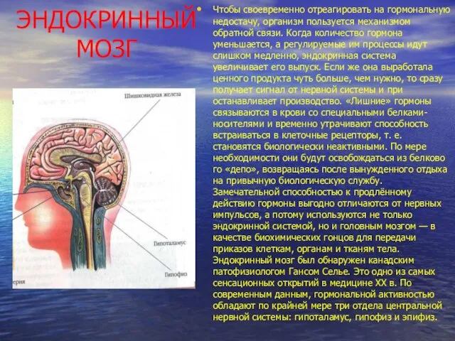 ЭНДОКРИННЫЙ МОЗГ Чтобы своевременно отреагировать на гормональную недостачу, организм пользуется механизмом обратной