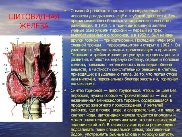 ЩИТОВИДНАЯ ЖЕЛЕЗА О важной роли этого органа в жизнедеятельности человека догады­вались ещё