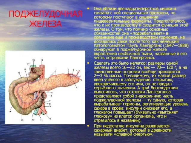 ПОДЖЕЛУДОЧНАЯ ЖЕЛЕЗА Она вблизи двенадцатиперстной кишки и связана с ней специальным протоком,