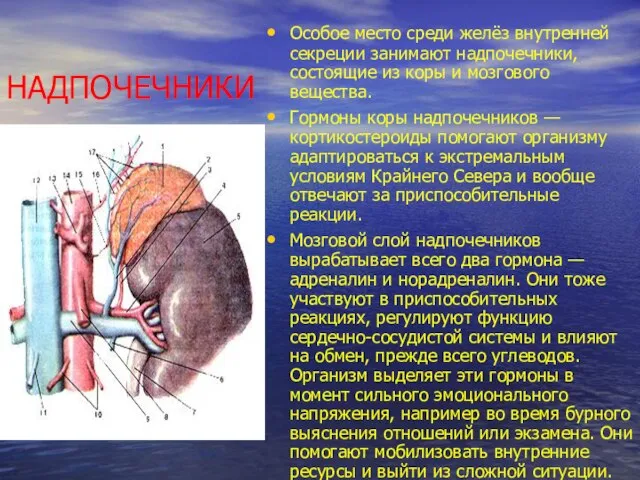 НАДПОЧЕЧНИКИ Особое место среди желёз внут­ренней секреции занимают надпочечники, состоящие из коры