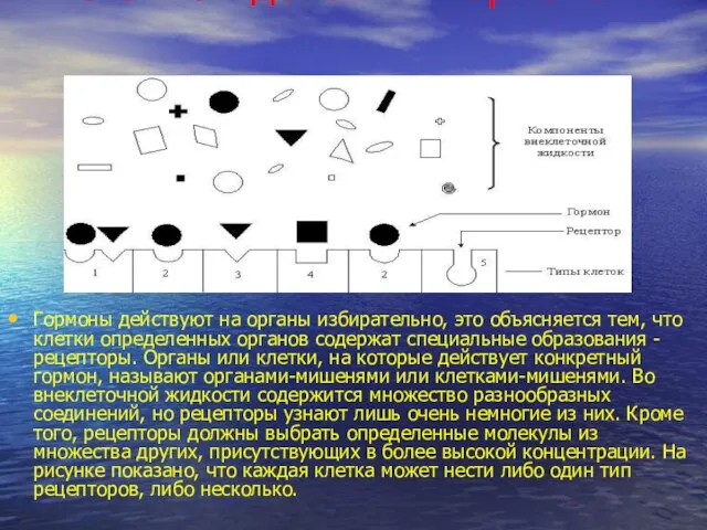 Механизм действия гормонов Гормоны действуют на органы избирательно, это объясняется тем, что