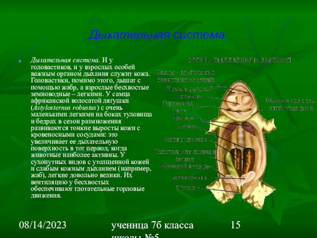 08/14/2023 ученица 7б класса школы №5 Вишневецкая Валерия Дыхательная система. Дыхательная система.