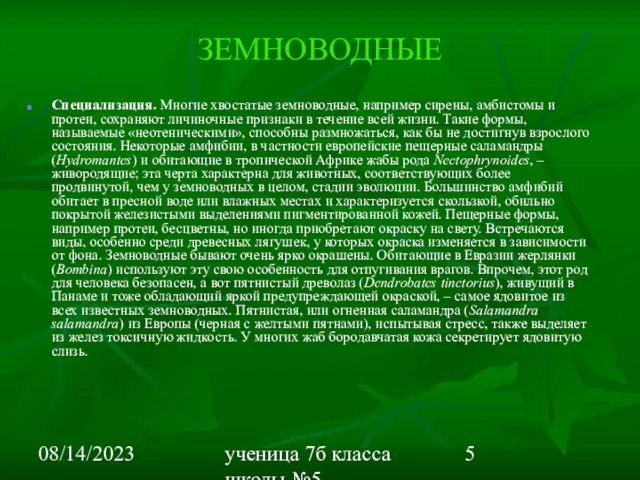 08/14/2023 ученица 7б класса школы №5 Вишневецкая Валерия ЗЕМНОВОДНЫЕ Специализация. Многие хвостатые