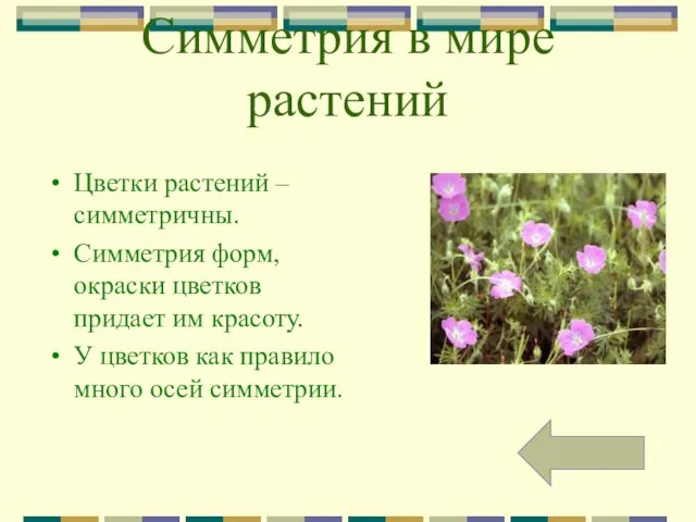 Симметрия в мире растений Цветки растений – симметричны. Симметрия форм, окраски цветков