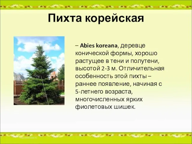 Пихта корейская – Abies koreana, деревце конической формы, хорошо растущее в тени