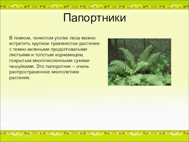 Папортники В темном, тенистом уголке леса можно встретить крупное травянистое растение с