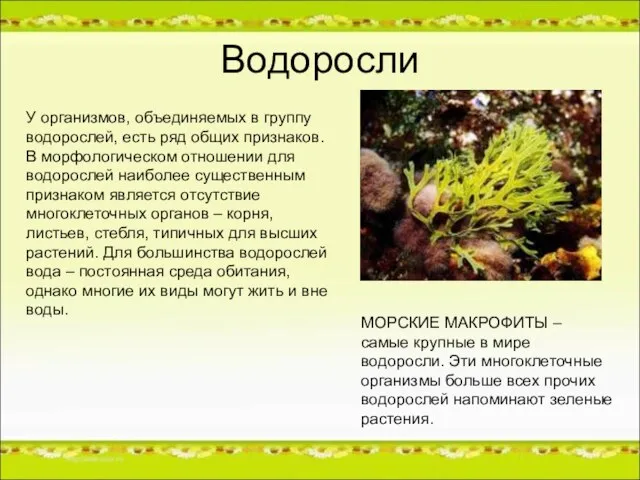 Водоросли У организмов, объединяемых в группу водорослей, есть ряд общих признаков. В